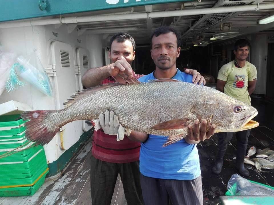 Best Salmon Fish Price In Bangladesh You're Looking For 1kg!